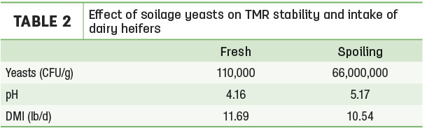 Effect of soilage yeasts on TMR stability and intake of dairy heifers