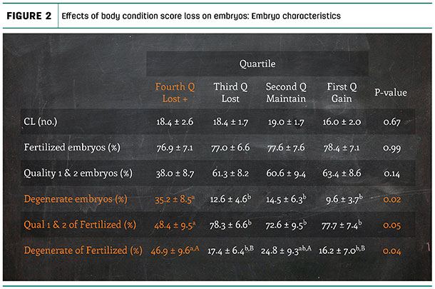 Effects of body condition score loss on embryos