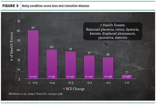 Body condition score loss and transition disease