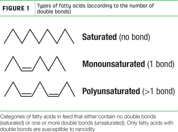 Types of fatty acids 