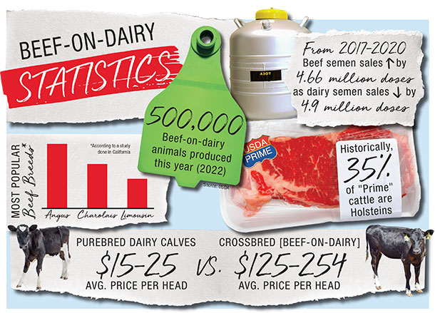 1122pd beef on dairy stats 1