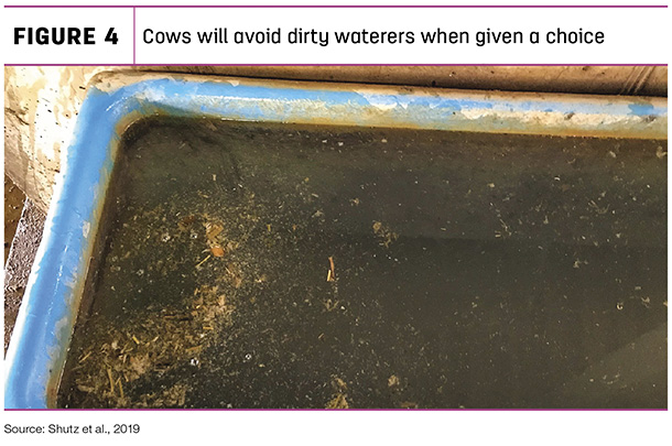 Cow will avoid dirty waterers when given a choice